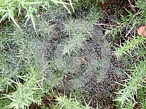 Hundreds of spider webs covered in morning dew