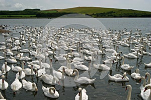 Hundreds of swans