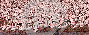 Hundreds of thousands of flamingos on the lake. Kenya. Africa. Lake Bogoria National Reserve.