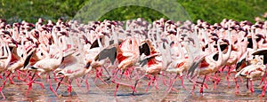 Hundreds of thousands of flamingos on the lake. Kenya. Africa. Lake Bogoria National Reserve.
