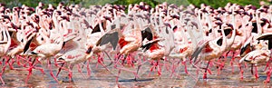 Hundreds of thousands of flamingos on the lake. Kenya. Africa. Lake Bogoria National Reserve.