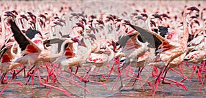 Hundreds of thousands of flamingos on the lake. Kenya. Africa. Lake Bogoria National Reserve.