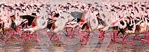 Hundreds of thousands of flamingos on the lake. Kenya. Africa. Lake Bogoria National Reserve.