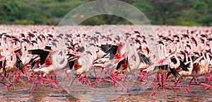 Hundreds of thousands of flamingos on the lake. Kenya. Africa. Lake Bogoria National Reserve.