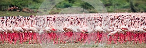 Hundreds of thousands of flamingos on the lake. Kenya. Africa. Lake Bogoria National Reserve.