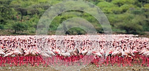 Hundreds of thousands of flamingos on the lake. Kenya. Africa. Lake Bogoria National Reserve.