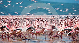 Hundreds of thousands of flamingos on the lake. Kenya. Africa. Lake Bogoria National Reserve.