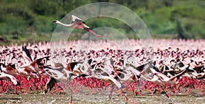 Hundreds of thousands of flamingos on the lake. Kenya. Africa. Lake Bogoria National Reserve.