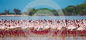 Hundreds of thousands of flamingos on the lake. Kenya. Africa. Lake Bogoria National Reserve.