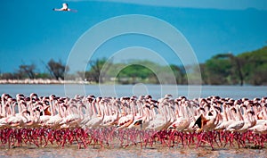 Hundreds of thousands of flamingos on the lake. Kenya. Africa. Lake Bogoria National Reserve.