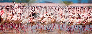 Hundreds of thousands of flamingos on the lake. Kenya. Africa. Lake Bogoria National Reserve.