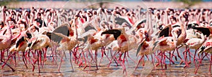 Hundreds of thousands of flamingos on the lake. Kenya. Africa. Lake Bogoria National Reserve.