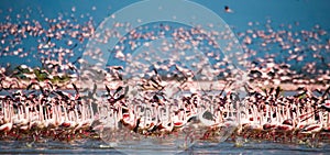 Hundreds of thousands of flamingos on the lake. Kenya. Africa. Lake Bogoria National Reserve.