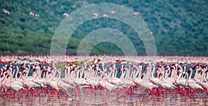 Hundreds of thousands of flamingos on the lake. Kenya. Africa. Lake Bogoria National Reserve.