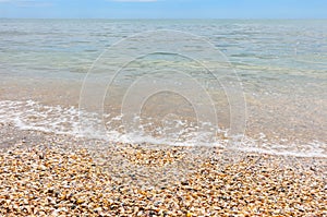 hundreds of thousands of shells on the seashore