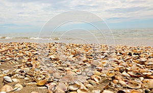 hundreds of thousands of shells on the seashore