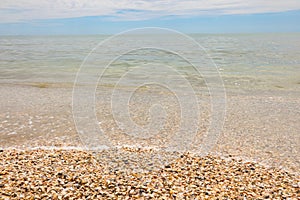 hundreds of thousands of shells on the seashore