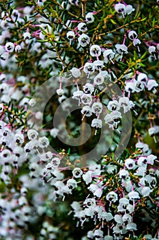 Hundreds Thousands White Black Small Bloom Flowers Together Bush