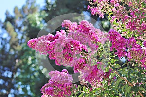 Hundreds of tiny, pink crape myrtle blooms