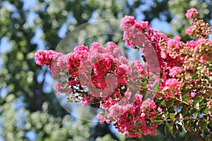 Hundreds of tiny, red crape myrtle blooms