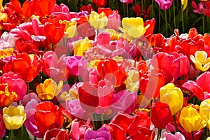 Hundreds of tulips blooming in bright red and yellow