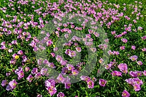 Hundreds of Very Pink Primrose Wildflowers in Texas