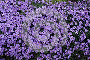 Hundreds of violet flowers of Michaelmas daisies