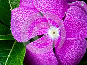 Hundreds of Water Drops All over The Pink Rose Periwinkle