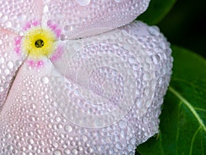 Hundreds of Water Drops All over The White Rose Periwinkle