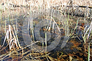 Hundreds of wood frog egg clutches floating