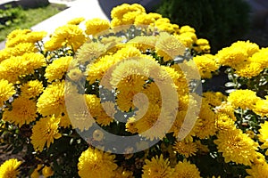 Hundreds of yellow flowers of Chrysanthemums