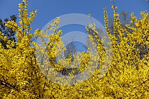 Hundreds of yellow flowers of forsythia against blue sky