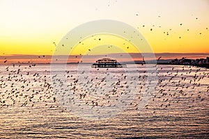 Hundres of starling flyin in formation at sunset infront of west pier Brighton