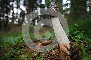 Hundsrute, Mutinus caninus