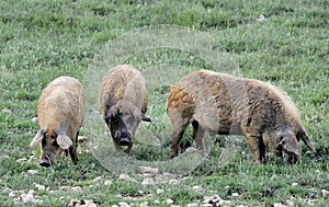 Hungarain Mangalica pigs photo