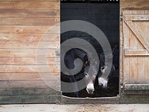 Hungarian black donkey