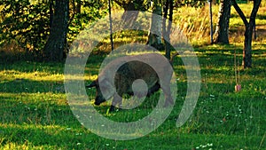 Hungarian breed curly haired mangalica pigs walking on the grass, farm life