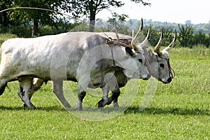 Hungarian bullock cart