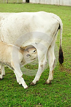 Hungarian cow and calf.