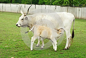 Hungarian cow and calf.