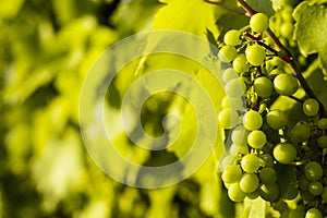 Hungarian famous Tokaj grapes wine grapevine plantation near Sarospatak