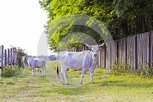 Hungarian gray cattle in the field.