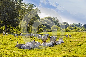 Hungarian gray cattle in the field.