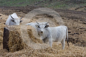 Hungarian gray cows