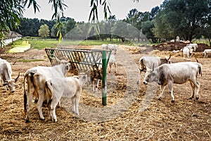 Hungarian gray cows