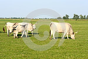 Hungarian grey cattle