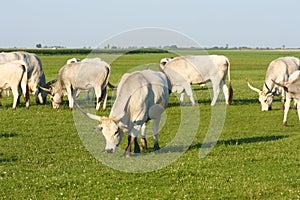 Hungarian grey cattle