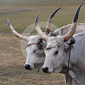 Hungarian grey cattle