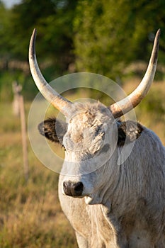 Hungarian grey cattle