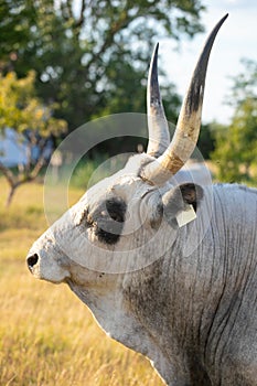 Hungarian grey cattle